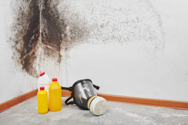 Best Mold Cleaning Services  in San Pasqual, CA