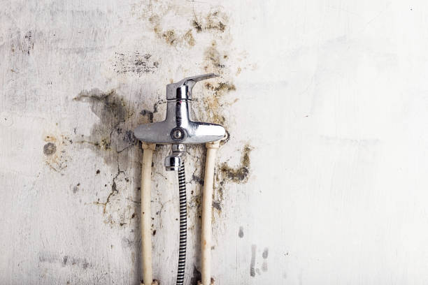 Best Mold Removal Process  in San Pasqual, CA