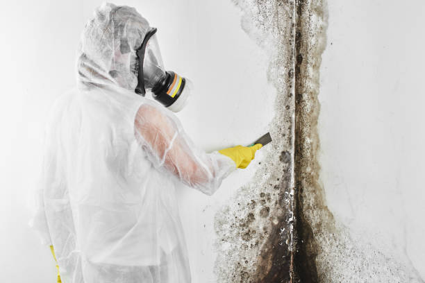 Office Mold Removal Services in San Pasqual, CA
