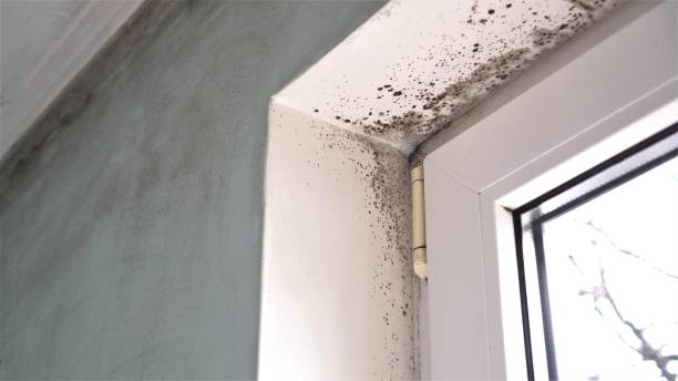 Mold Testing and Removal in San Pasqual, CA