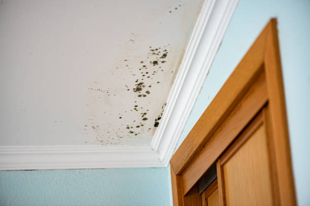 Professional Mold Removal in San Pasqual, CA