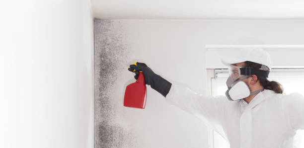 Best Mold Testing  in San Pasqual, CA