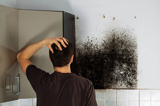 Best Mold Testing  in San Pasqual, CA